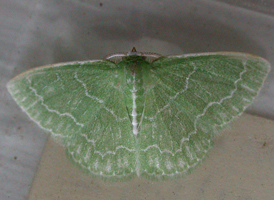 Southern Emerald